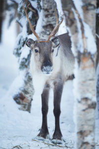 Finland, Lapland, reindeer, winter Finland, Lapland, reindeer, winter